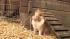 Pinocchio, a 9-month-old bunny, is an unusual...