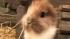 Pinocchio, a 9-month-old bunny, is an unusual attraction in Bennewitz, Germany. He was born healthy, just without ears. Both of his parents are said to have normal ears.