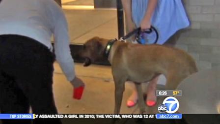 A Rhodesian Ridgeback puppy is seen with her owner in Memphis. The pup delayed flights at a New York airport by scampering around the runway.