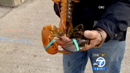 A fisherman shows off a two-toned lobster he caught off the Nova Scotia coast.