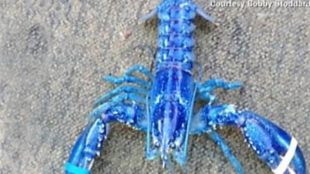 A Nova Scotia man is the proud owner of a very unusual blue lobster, which in a a one-in-two-million phenomenon.