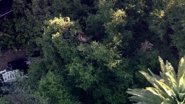 A black bear is seen on a tree near the intersection of San Dimas Canyon Road and Baseline Road in San Dimas on Tuesday, June 26, 2012.