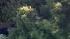 A black bear is seen on a tree near the...