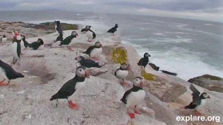 A camera shows puffins in their natural habitat on a remote Maine island.