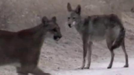 A coyote and mountain lion are spotted by hikers on Sunday, July 15, 2012, in the Santiago Canyon.