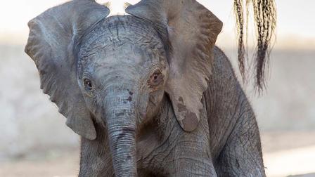 A baby elephant was born at the San Diego Zoo Safari Park at 3:39 a.m. Tuesday.