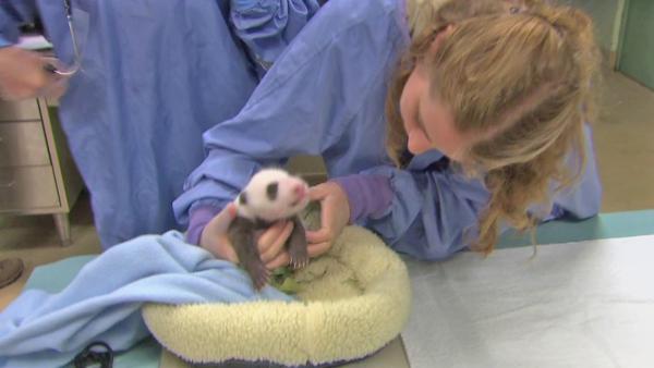 Veterinarians at the San Diego Zoo say the panda born in July is a boy! The little guy is putting on weight and is said to be doing very well. It takes a few months to determine the sex of panda bears after birth, but zoo officials say they're sure.