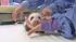 Veterinarians at the San Diego Zoo say the panda...