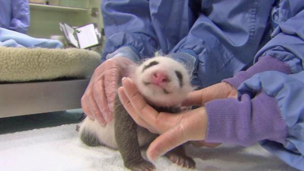 Veterinarians at the San Diego Zoo say the panda born in July is a boy! The little guy is putting on weight and is said to be doing very well. It takes a few months to determine the sex of panda bears after birth, but zoo officials say they're sure.