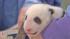 Veterinarians at the San Diego Zoo say the panda...