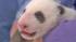 Veterinarians at the San Diego Zoo say the panda...