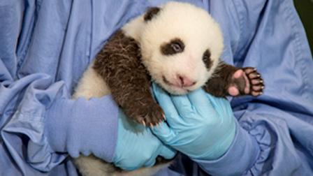 The San Diego Zoos newest panda cub is shown in this 2012 photo.