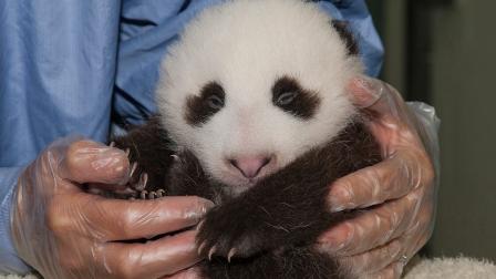 A panda cub is shown in this photo taken on Thursday, Sept. 20, 2012.