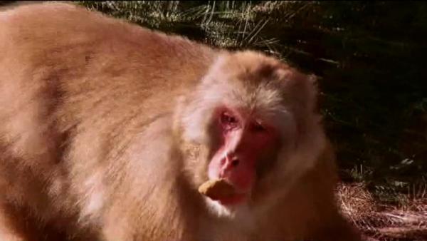 Nikko turned 29 years old this week, making him the oldest snow monkey in North America.