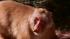 Nikko turned 29 years old this week, making him the oldest snow monkey in North America.
