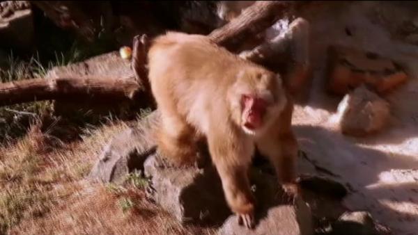 Nikko turned 29 years old this week, making him the oldest snow monkey in North America.