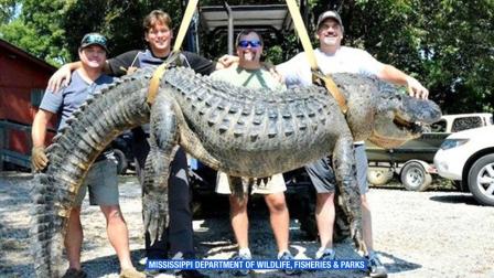 A Palos Verdes man and his friends managed to reel in an alligator weighing 697.5 pounds -- a new record in Mississippi.