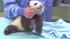 The panda cub at the San Diego Zoo is shown...
