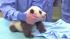 The panda cub at the San Diego Zoo is shown...