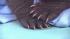 The panda cub at the San Diego Zoo is shown...