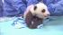 The panda cub at the San Diego Zoo is shown...
