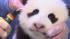 The panda cub at the San Diego Zoo is shown...