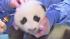 The panda cub at the San Diego Zoo is shown...