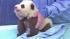 The panda cub at the San Diego Zoo is shown...