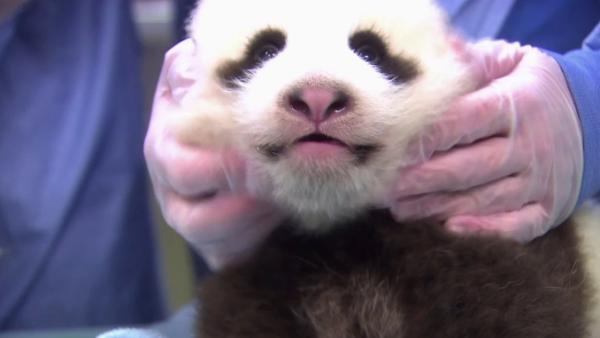 The panda cub at the San Diego Zoo is shown during his seventh exam in this photo taken on Thursday, Oct. 4, 2012.