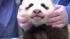 The panda cub at the San Diego Zoo is shown...