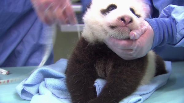 The panda cub at the San Diego Zoo is shown during his seventh exam in this photo taken on Thursday, Oct. 4, 2012.