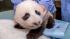 A panda cub is shown in this photo taken on...