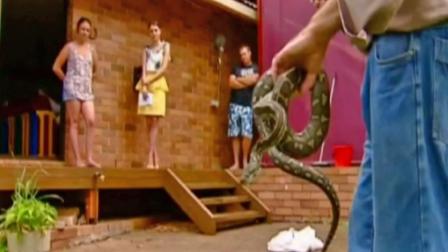 Animal control removes a python found in a home in Lismore, New South Wales.