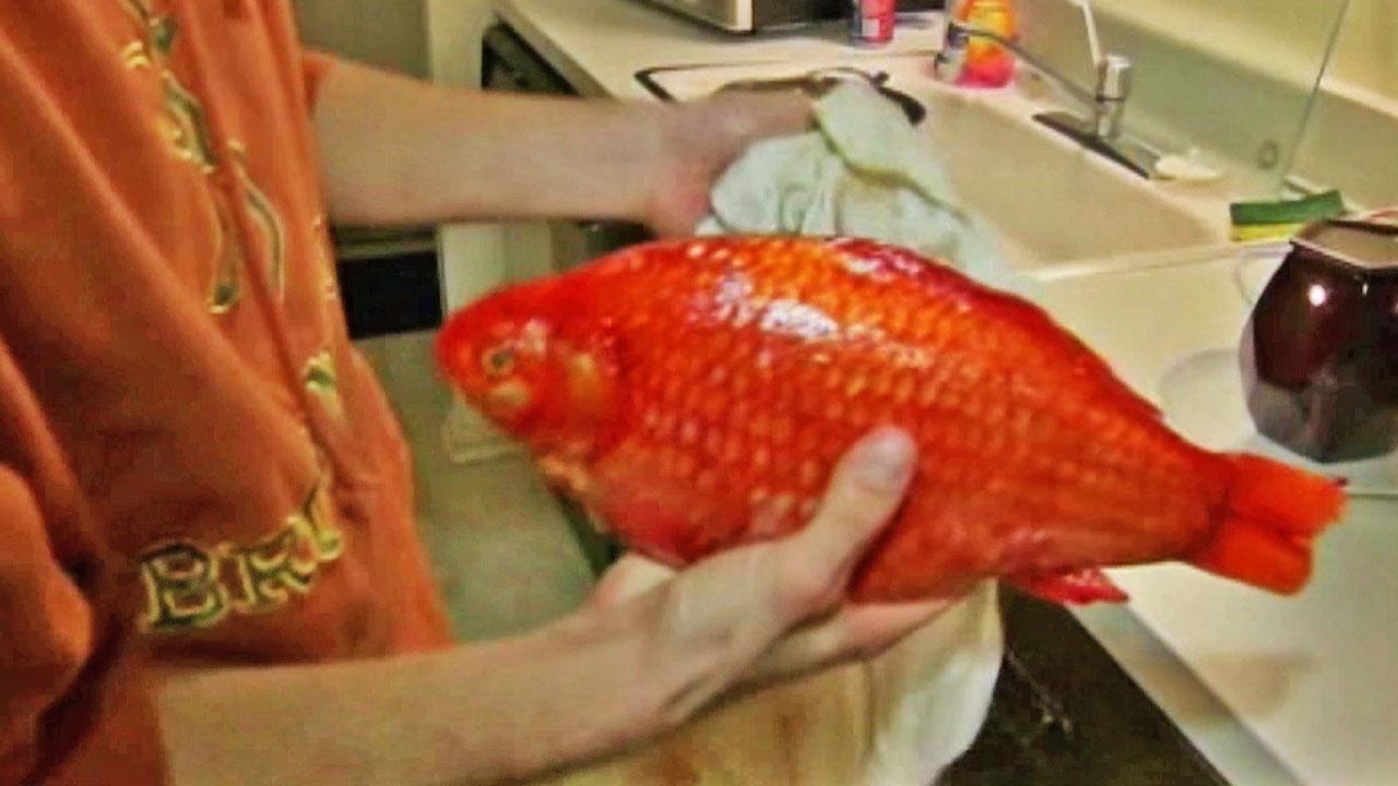 Michigan man catches giant goldfish in local lake