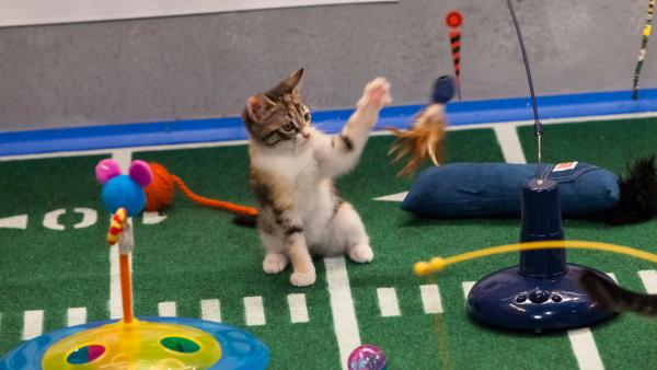 The kitty half time show during Animal Planet's Puppy Bowl IX, airing Sunday, Feb. 3, 2013.
