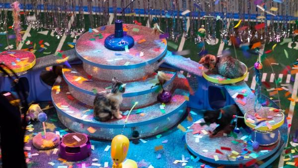 The kitty half time show during Animal Planet's Puppy Bowl IX, airing Sunday, Feb. 3, 2013.