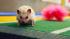 A cheerleading hedgehog on the field with...