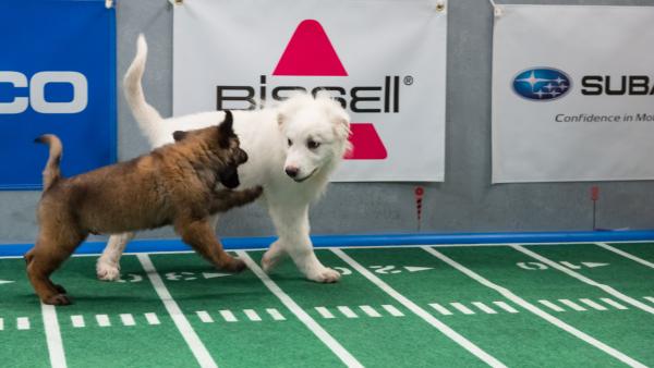 Dogs play on the field during Animal Planet's Puppy Bowl IX, airing Sunday, Feb. 3, 2013.