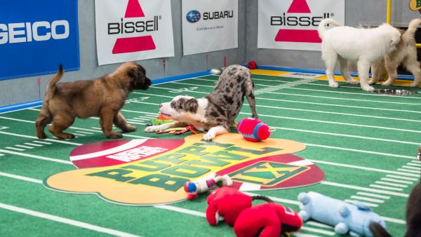 Dogs play on the field during Animal Planet's Puppy Bowl IX, airing Sunday, Feb. 3, 2013.