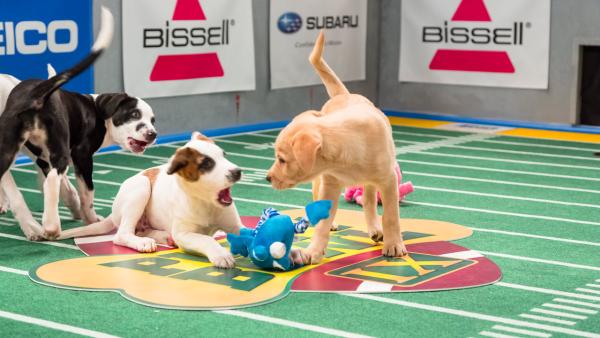 Dogs play on the field during Animal Planet's Puppy Bowl IX, airing Sunday, Feb. 3, 2013.