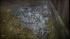 Some very rare quadruplets recently made their...
