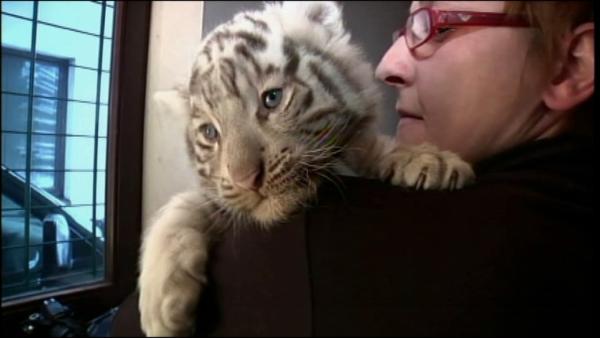 Some very rare quadruplets recently made their public debut at an Austrian zoo.