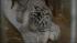 Some very rare quadruplets recently made their...