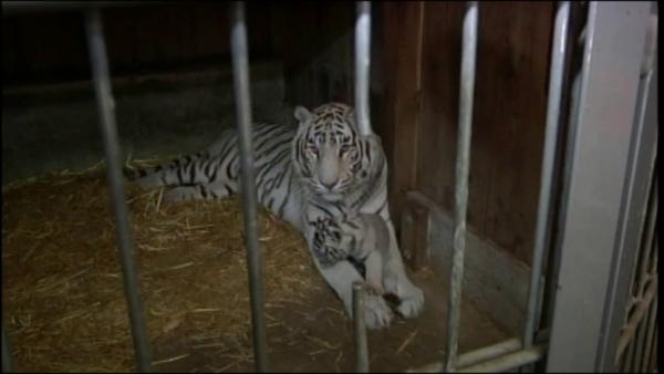 Some very rare quadruplets recently made their public debut at an Austrian zoo.