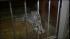 Some very rare quadruplets recently made their...