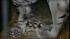 Some very rare quadruplets recently made their...