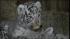 Some very rare quadruplets recently made their...