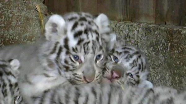 Some very rare quadruplets recently made their public debut at an Austrian zoo.