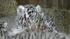 Some very rare quadruplets recently made their...