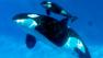 A mother Orca and her calf are seen in a still image provided by SeaWorld.